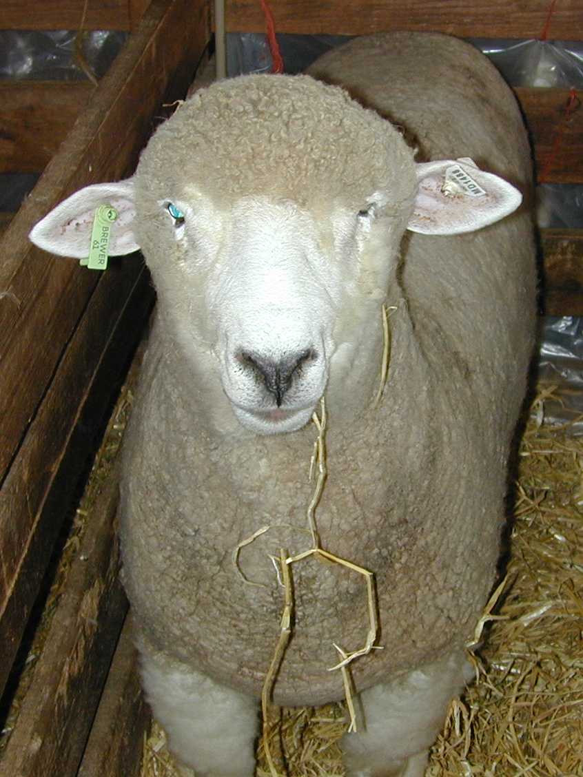 DSCN2495%20-%20Sheep.jpg