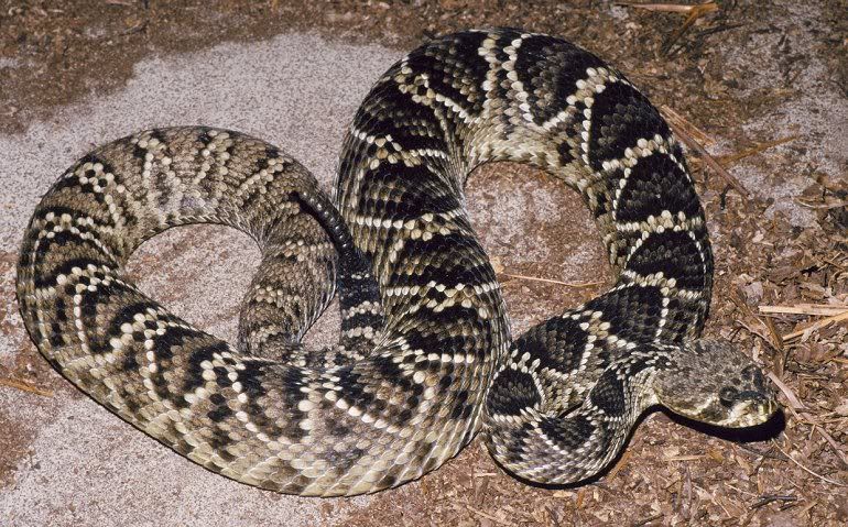 eastern_diamondback_rattlesnake.jpg